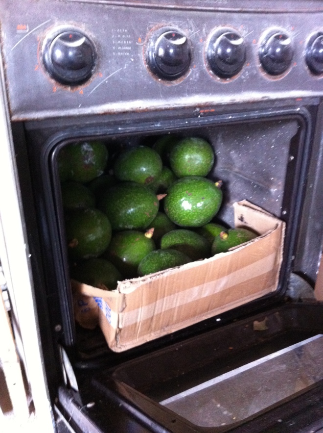 Oven filled with avocados